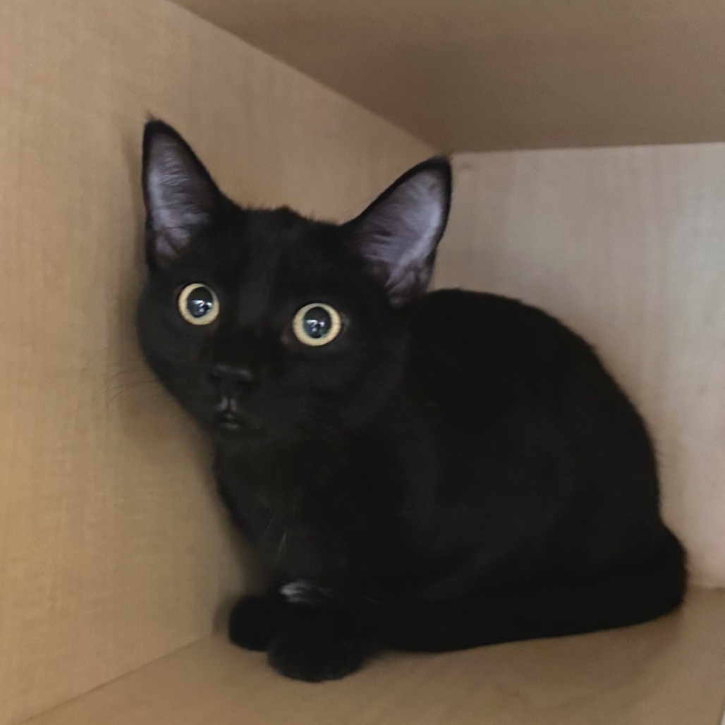 KHALEESI - Domestic Shorthair available for adoption