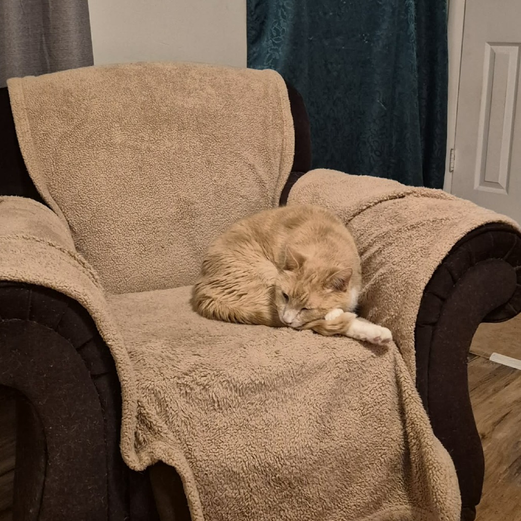 Teddy Bear — thumbnail 3