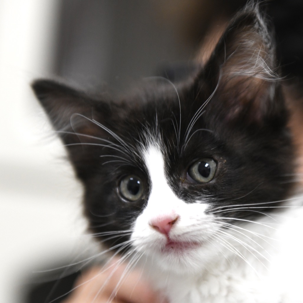 Tully (red collar) - Domestic Medium Hair