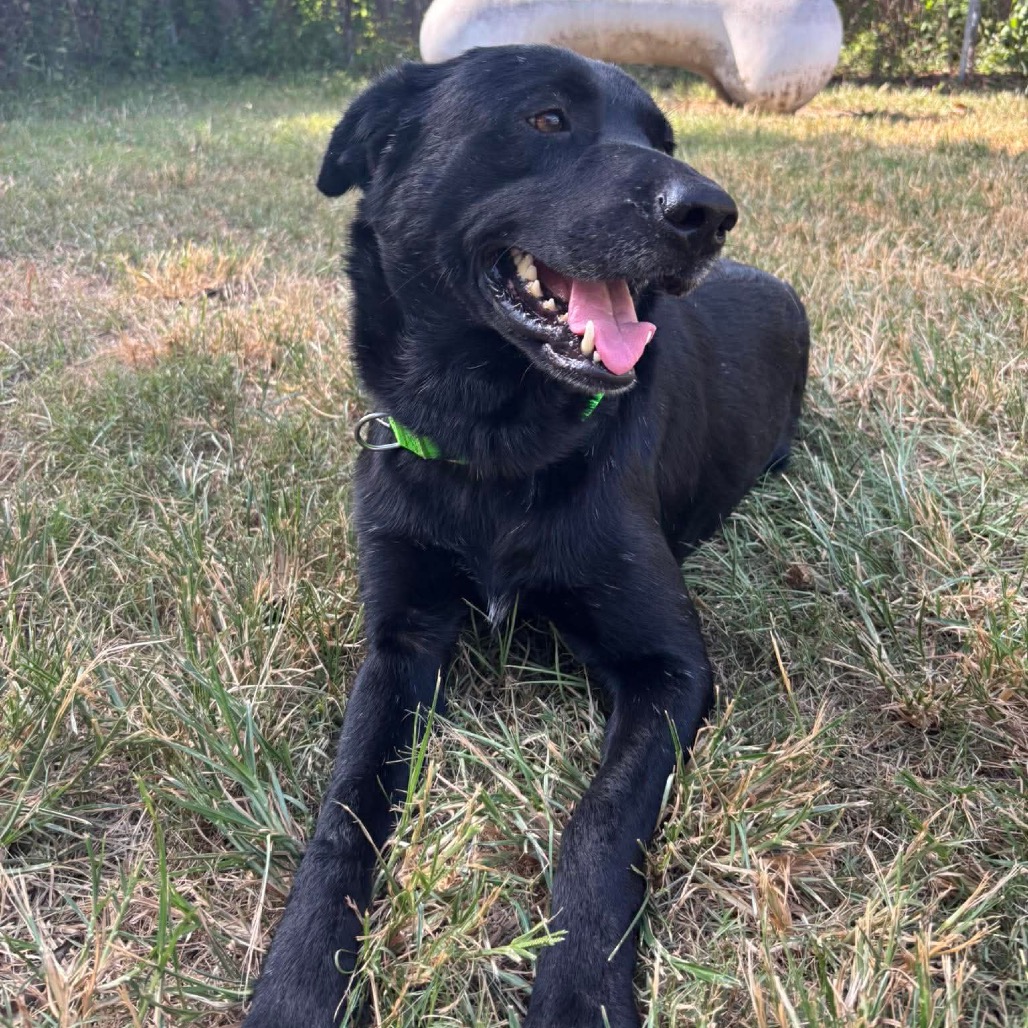 Licorice, photo 8
