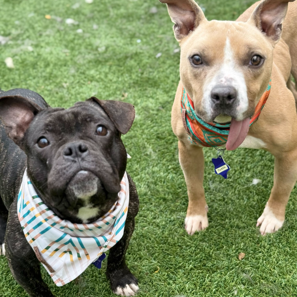 Tucker — thumbnail 3