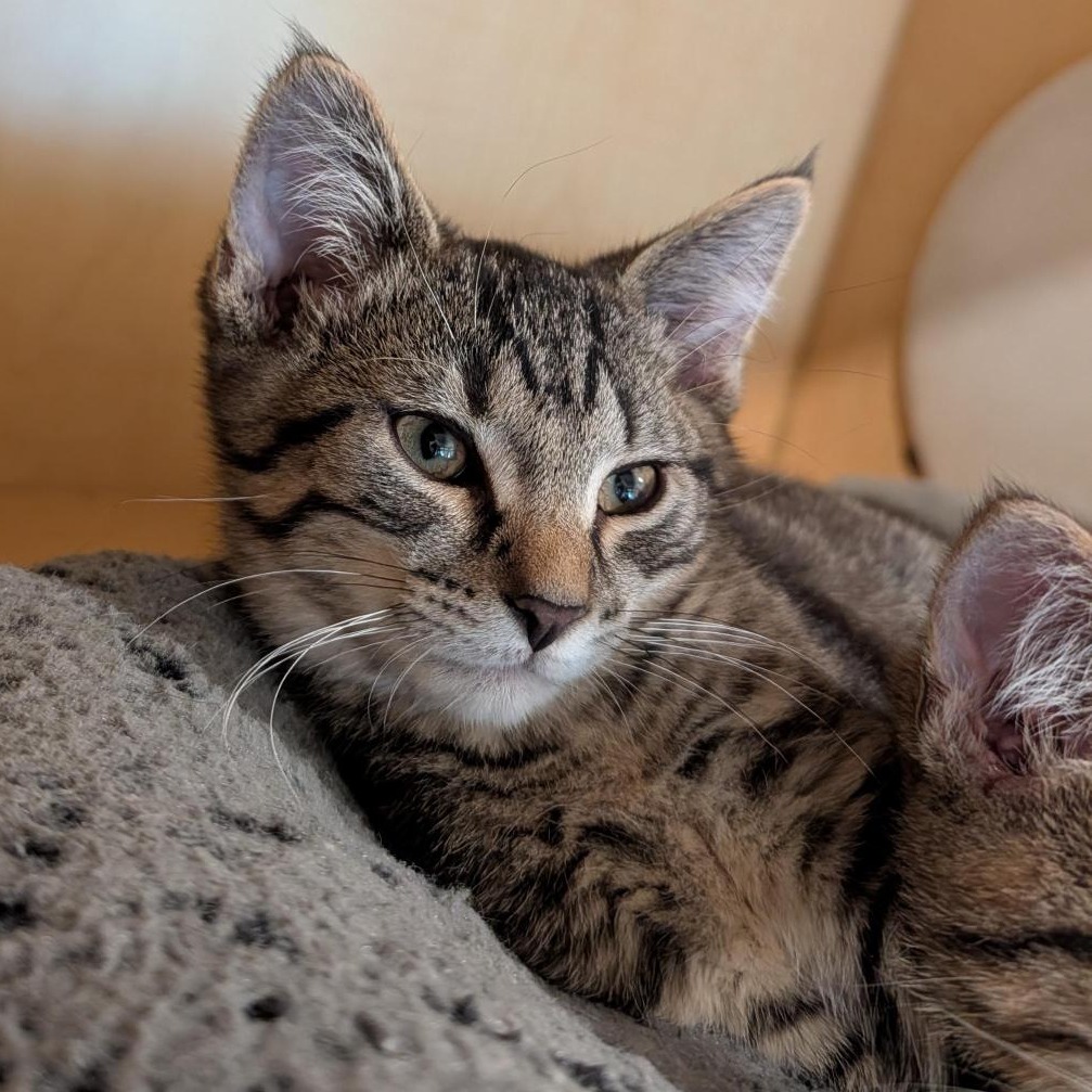 HAROLD ZIDLER - Domestic Shorthair available for adoption