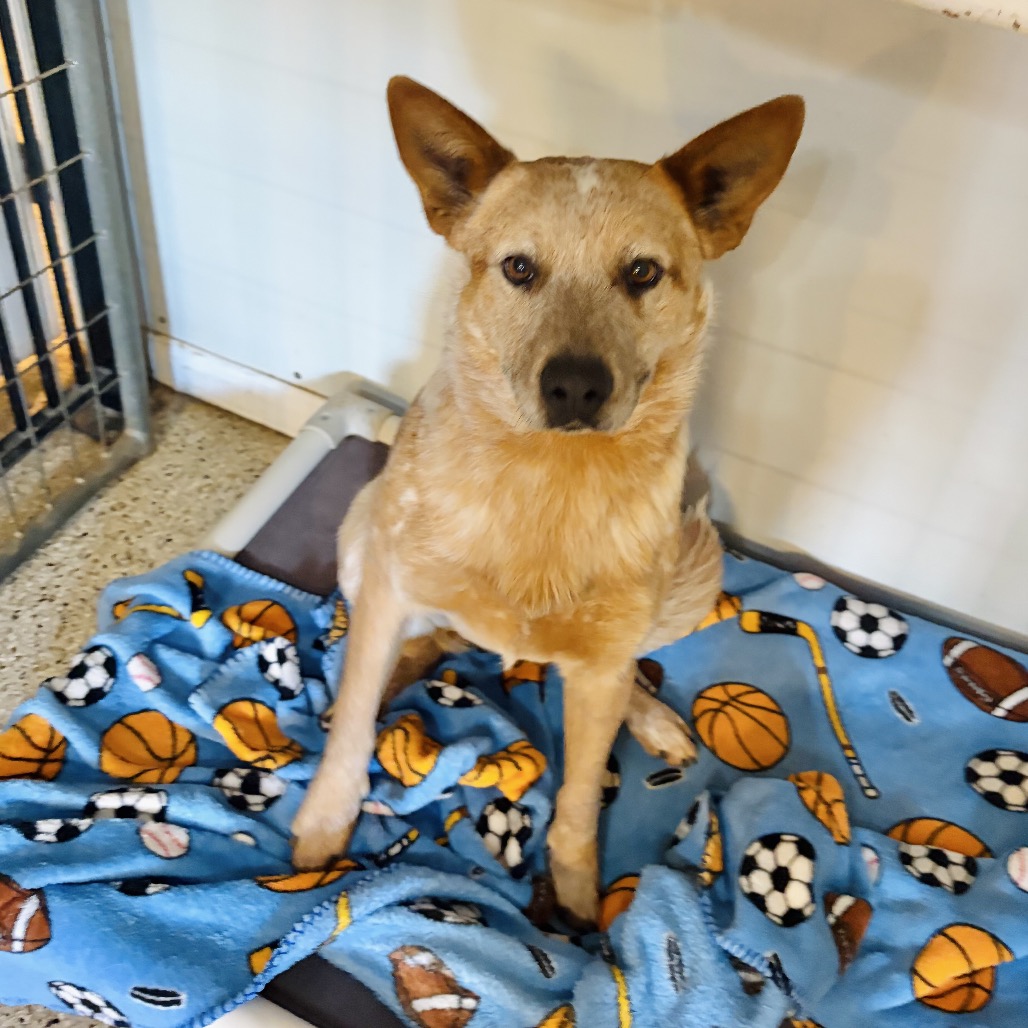 Shamus — thumbnail 4