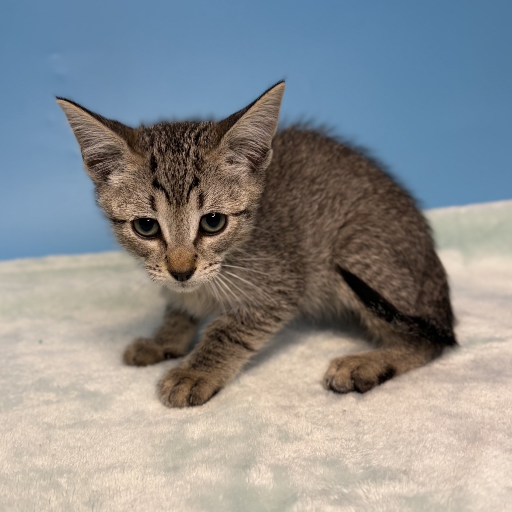 ESTRIPE - Domestic Medium Hair available for adoption