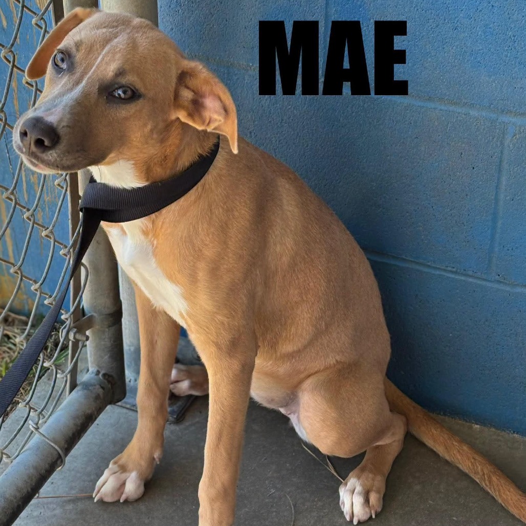 Mae, photo 3