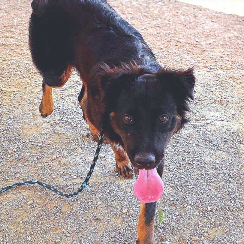 BOSS - Collie, Border / Mix available for adoption