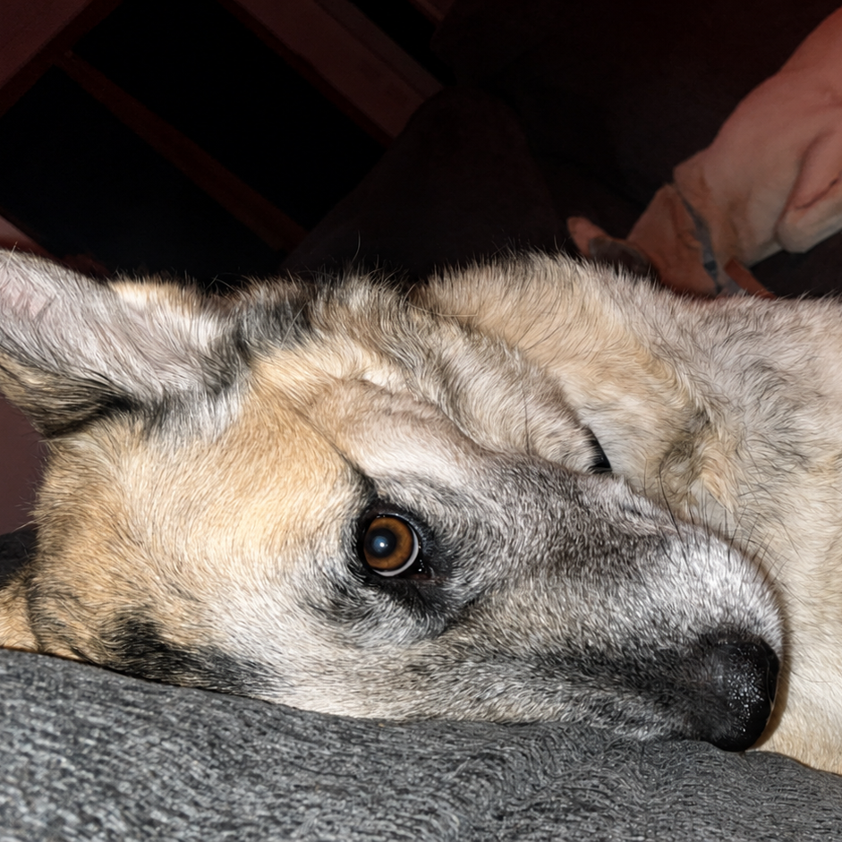 Photo of Samson