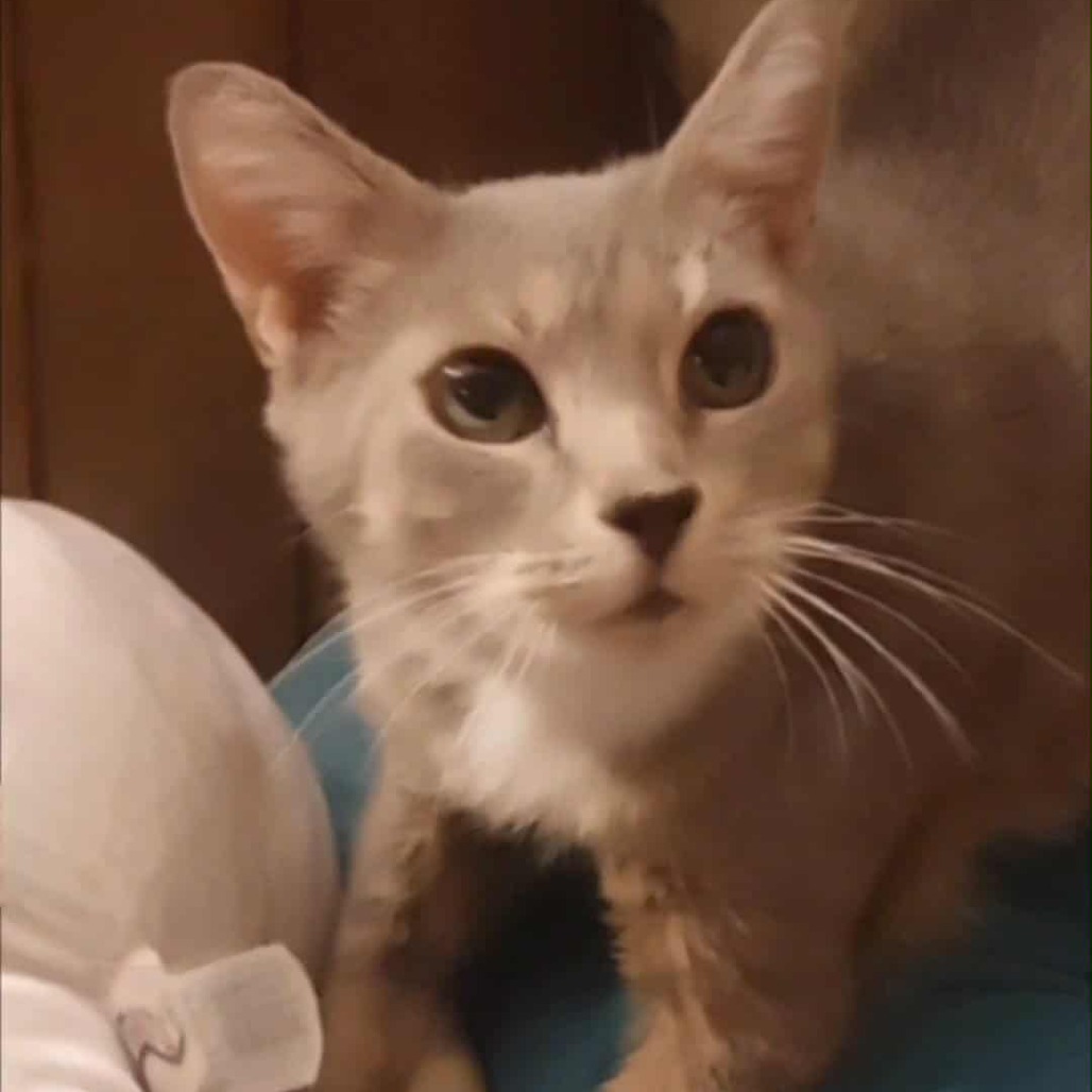 Free Sample — thumbnail 7