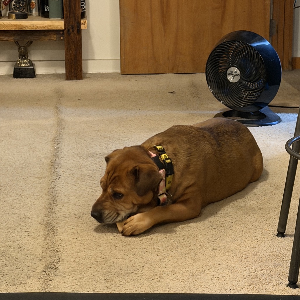Zoey, photo 40