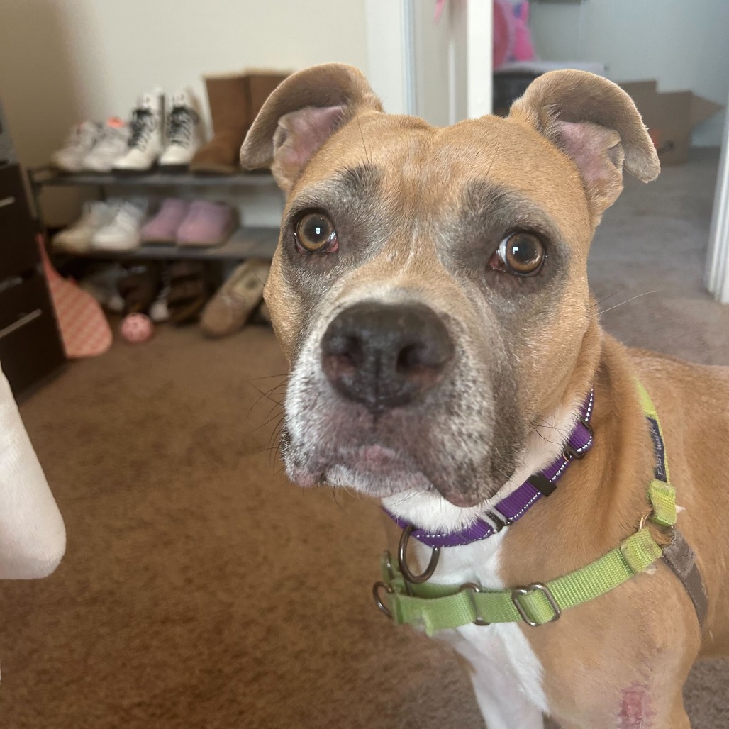 Sugar Cookie, additional photo