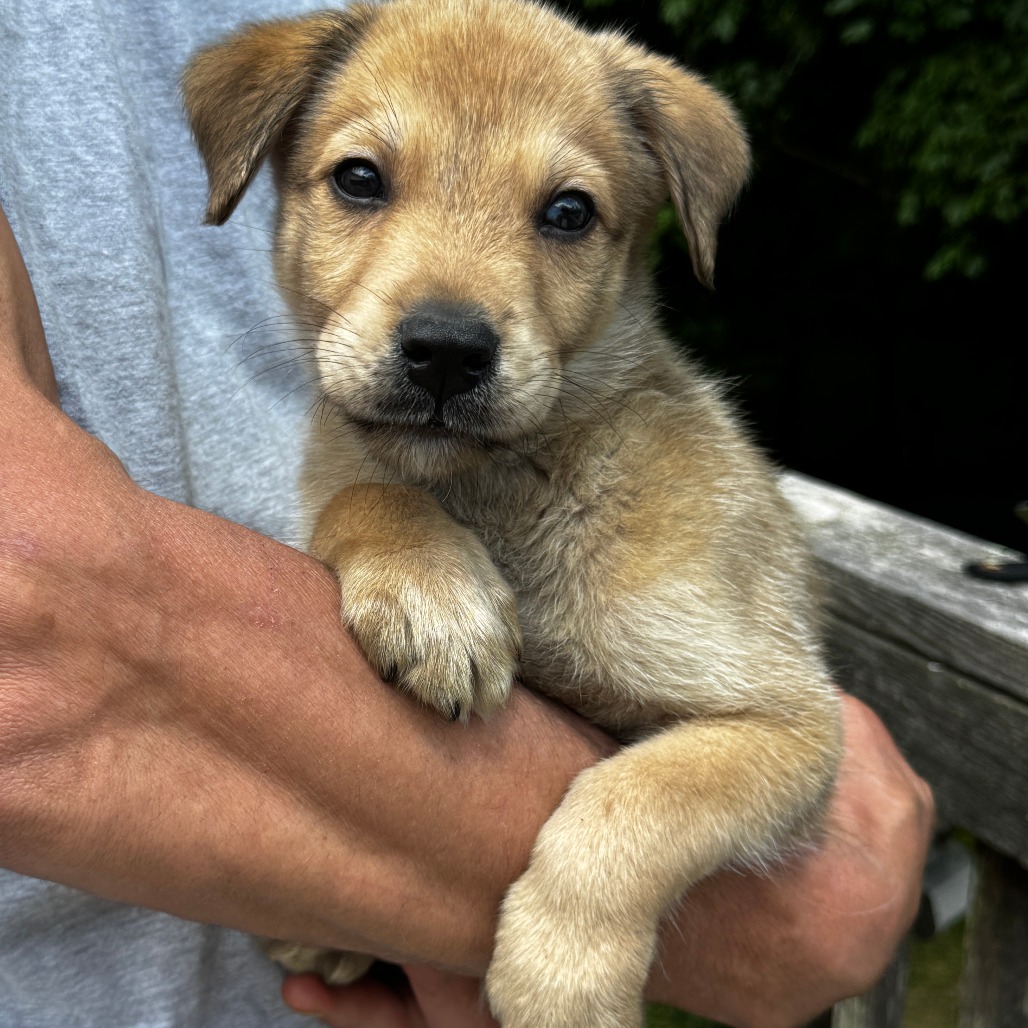NY George Avail Jun 13 (Choice Pet carmel)
