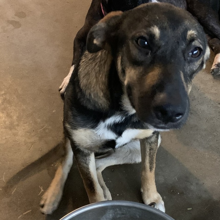 DANDY - Shepherd / Mix available for adoption