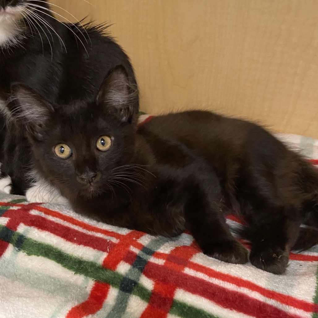 EMERALD - Domestic Longhair available for adoption