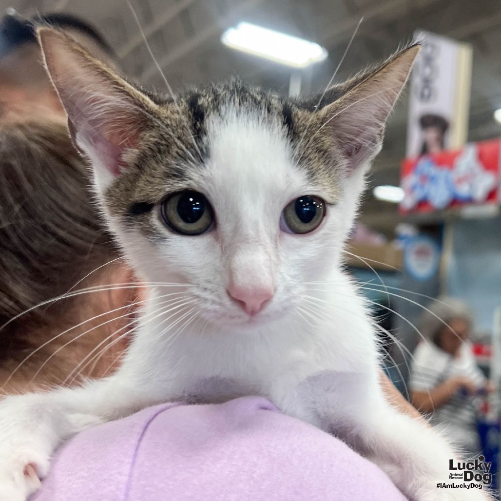 LEO - Domestic Shorthair available for adoption