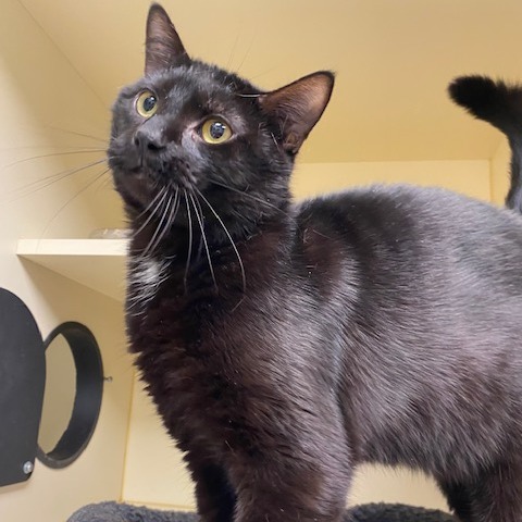 ORCA - Domestic Shorthair available for adoption