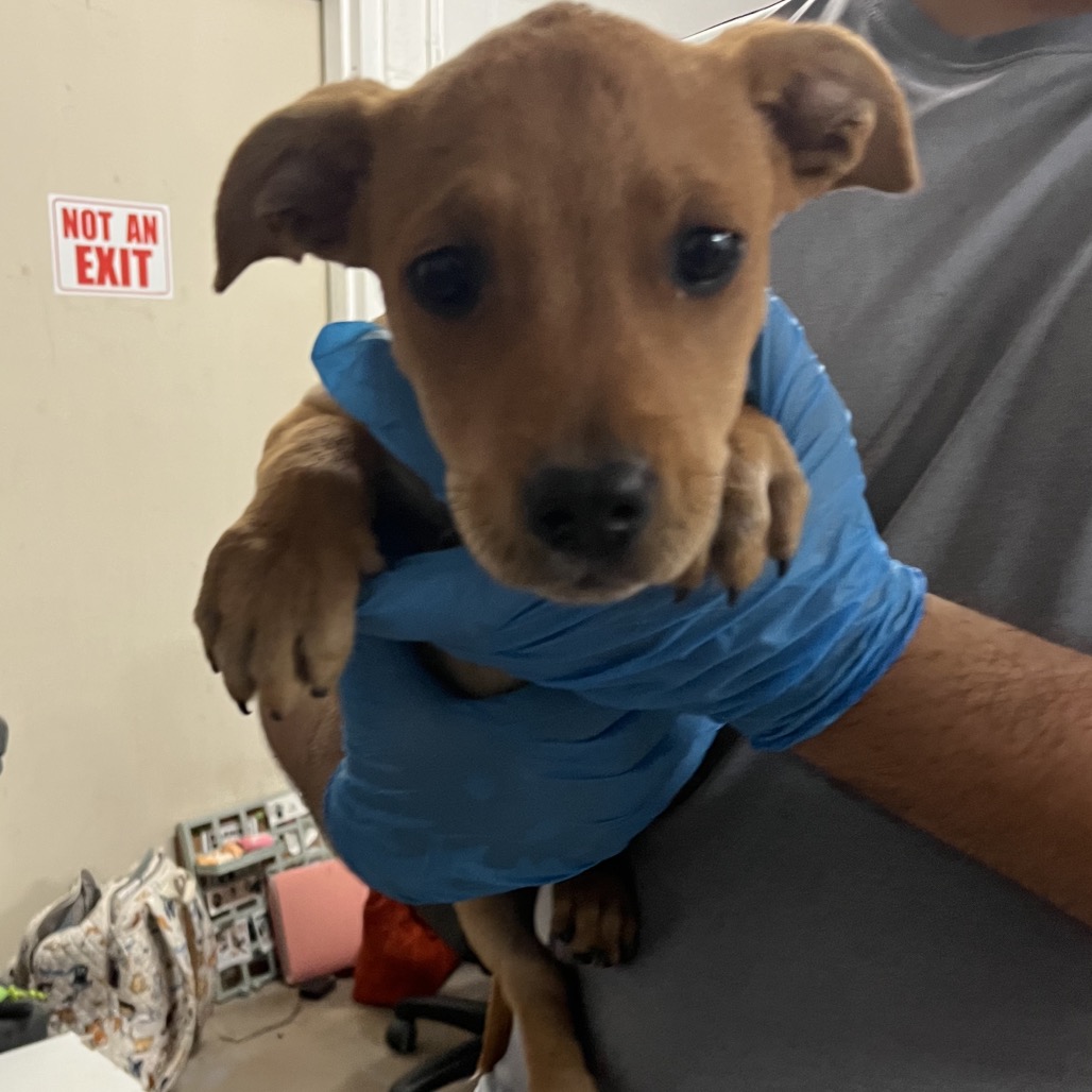 GAMORA - Mixed Breed (Medium) available for adoption