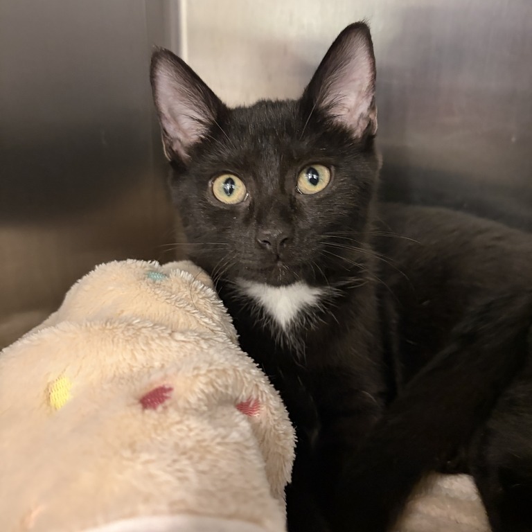 DANICA - Domestic Shorthair available for adoption