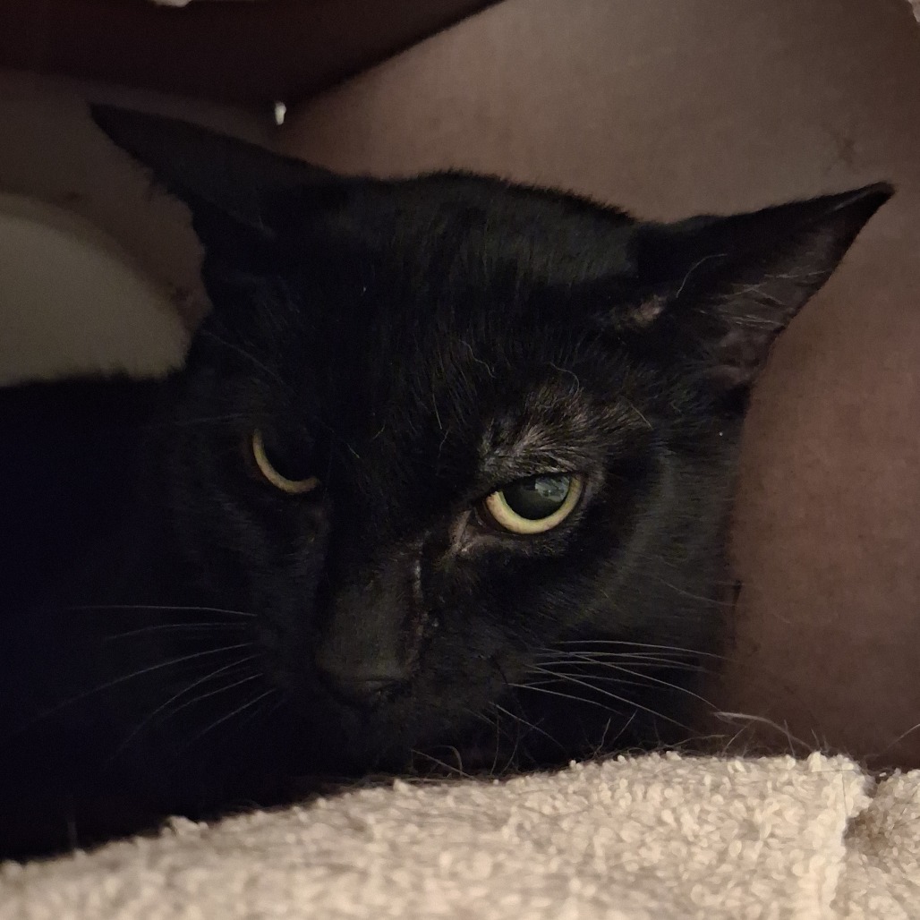 LOBSTER - Domestic Shorthair available for adoption