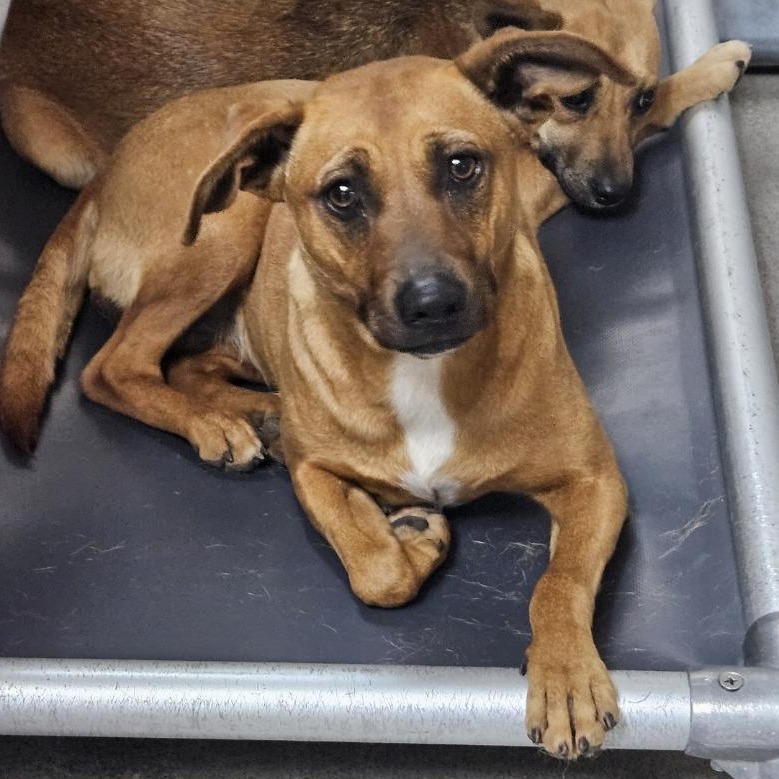 Kennel#26 Ivy's preview photo