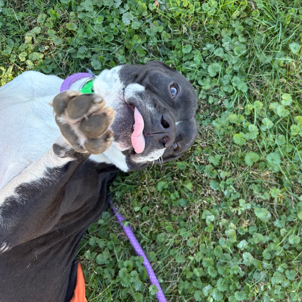 Mr. Wonderland is available for adoption at Blue Ridge Humane Society