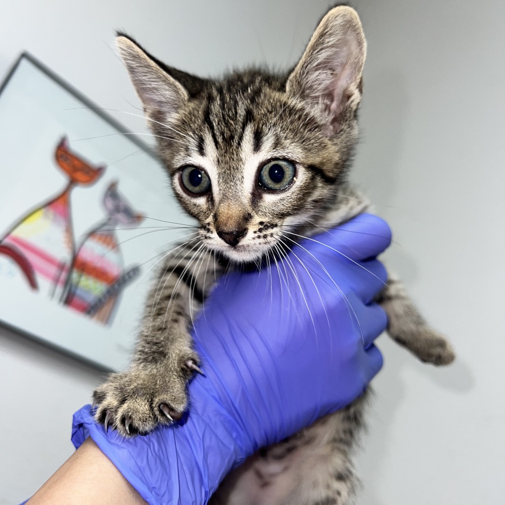 Patrick, available for adoption at PVAS