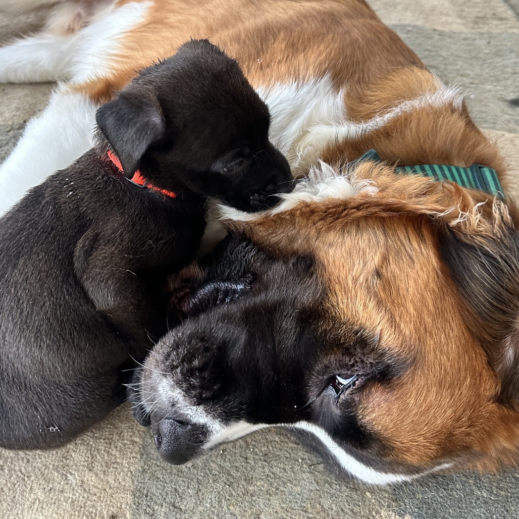 Dr. Robby — thumbnail 3