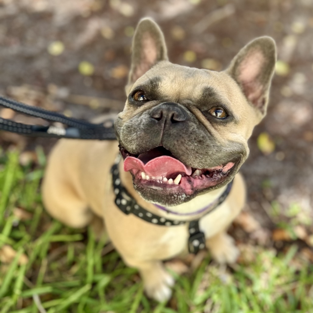 Another portrait of Cashew