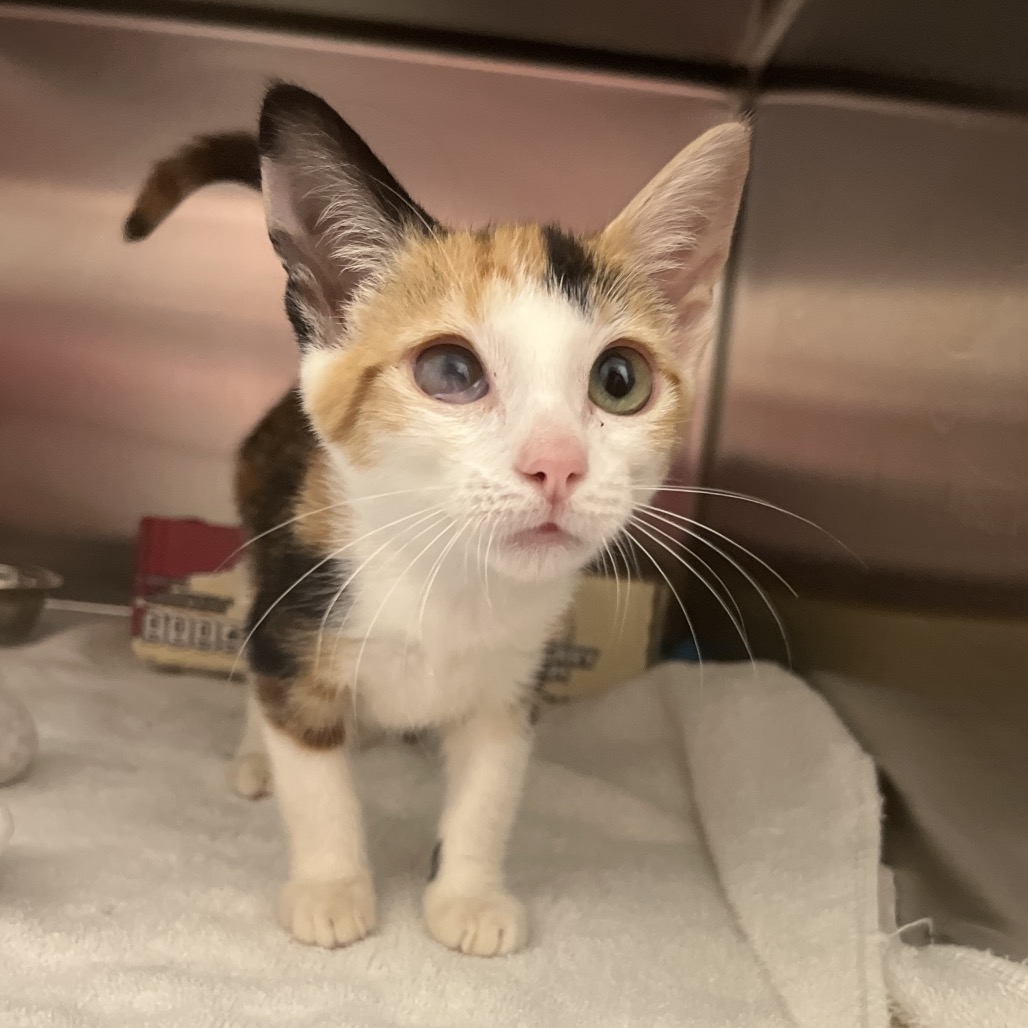 PANSY - Domestic Shorthair available for adoption