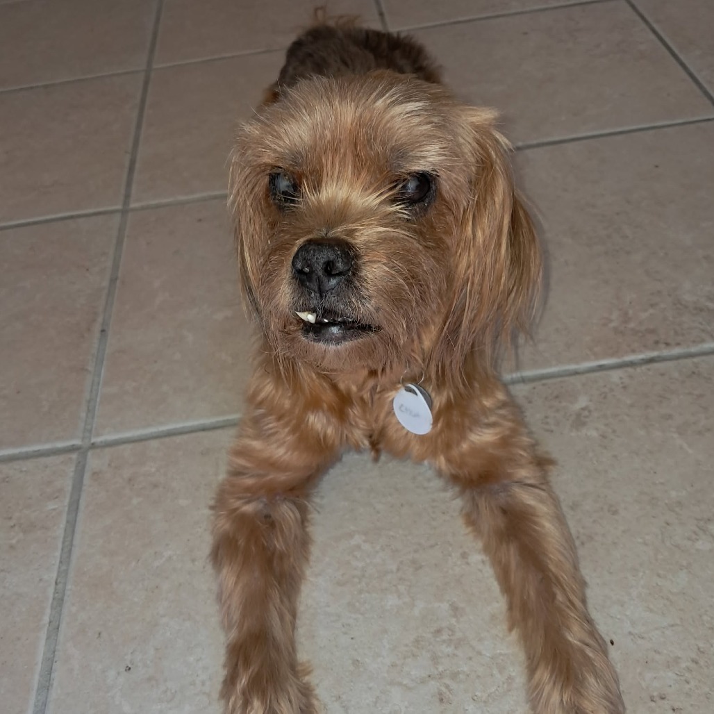 Chuey, photo 6