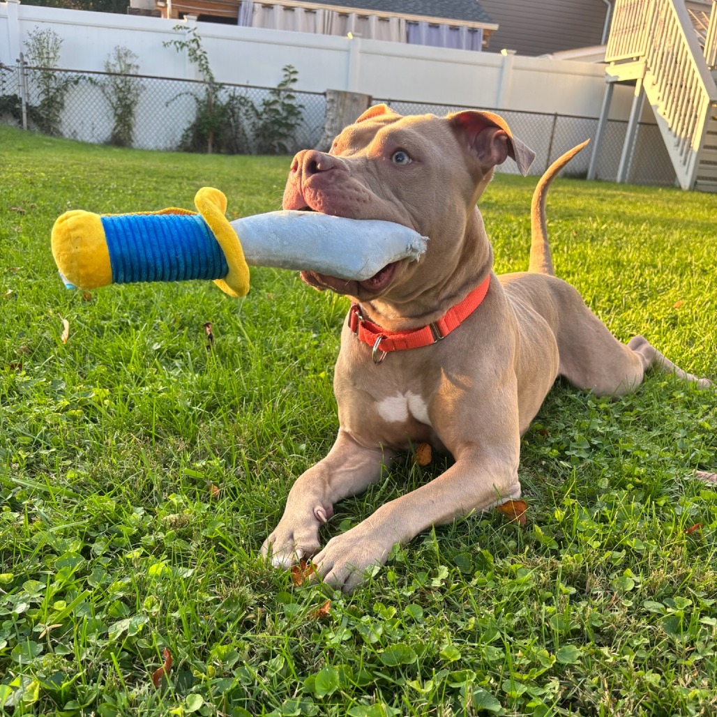 PETEY BONEZ - Terrier / American Pit Bull available for adoption