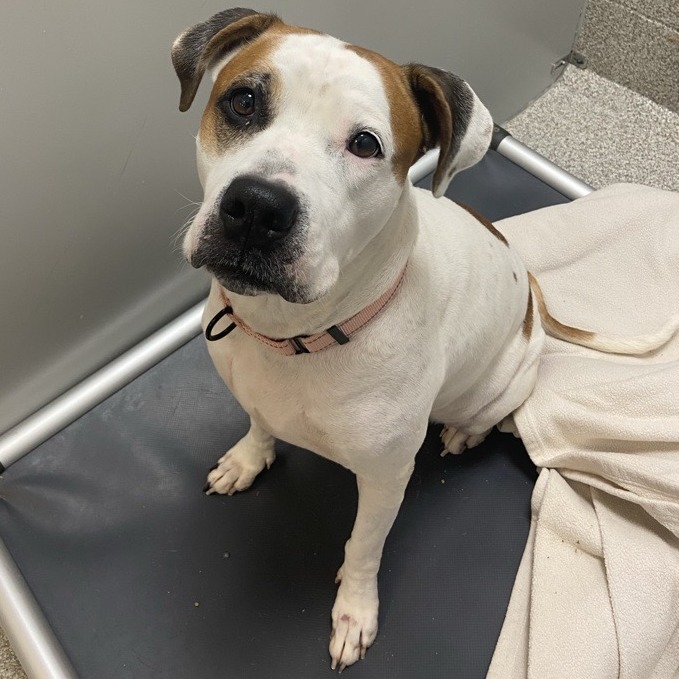 JAZZY - Mixed Breed (Large) available for adoption