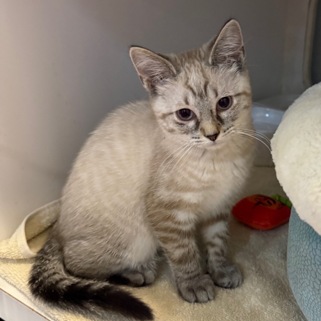 BISCUIT & MUFFIN - Domestic Shorthair available for adoption