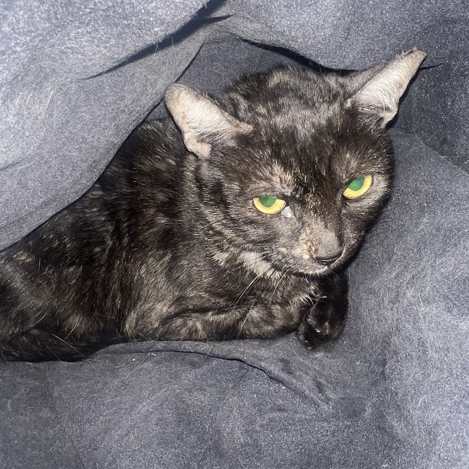 Princess Emily — thumbnail 5