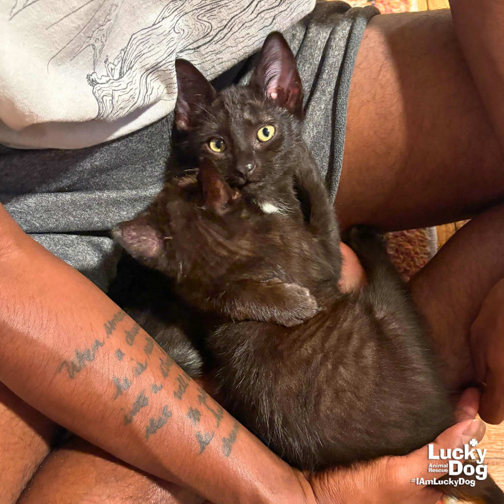 ORCA - Domestic Shorthair available for adoption