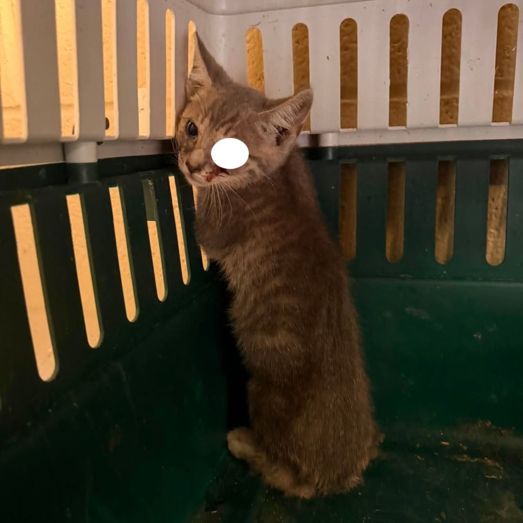 STORMY - Domestic Shorthair available for adoption