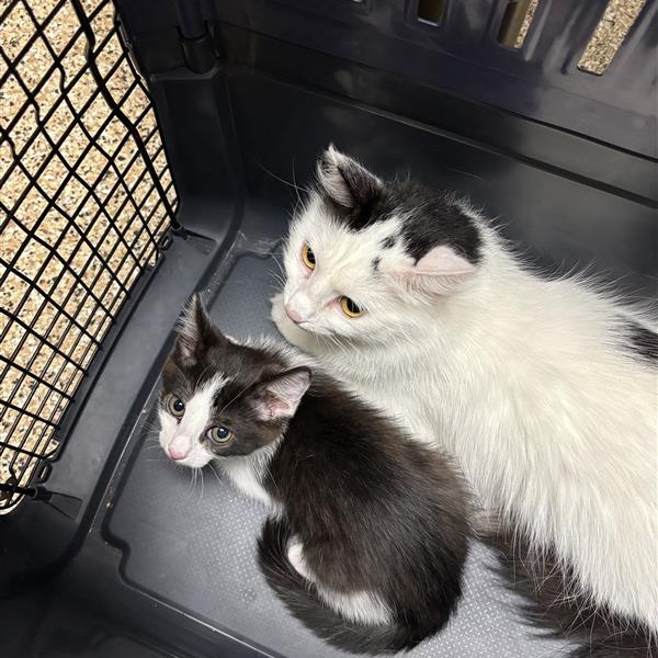 Ambi: Female 3 Domestic Medium Hair