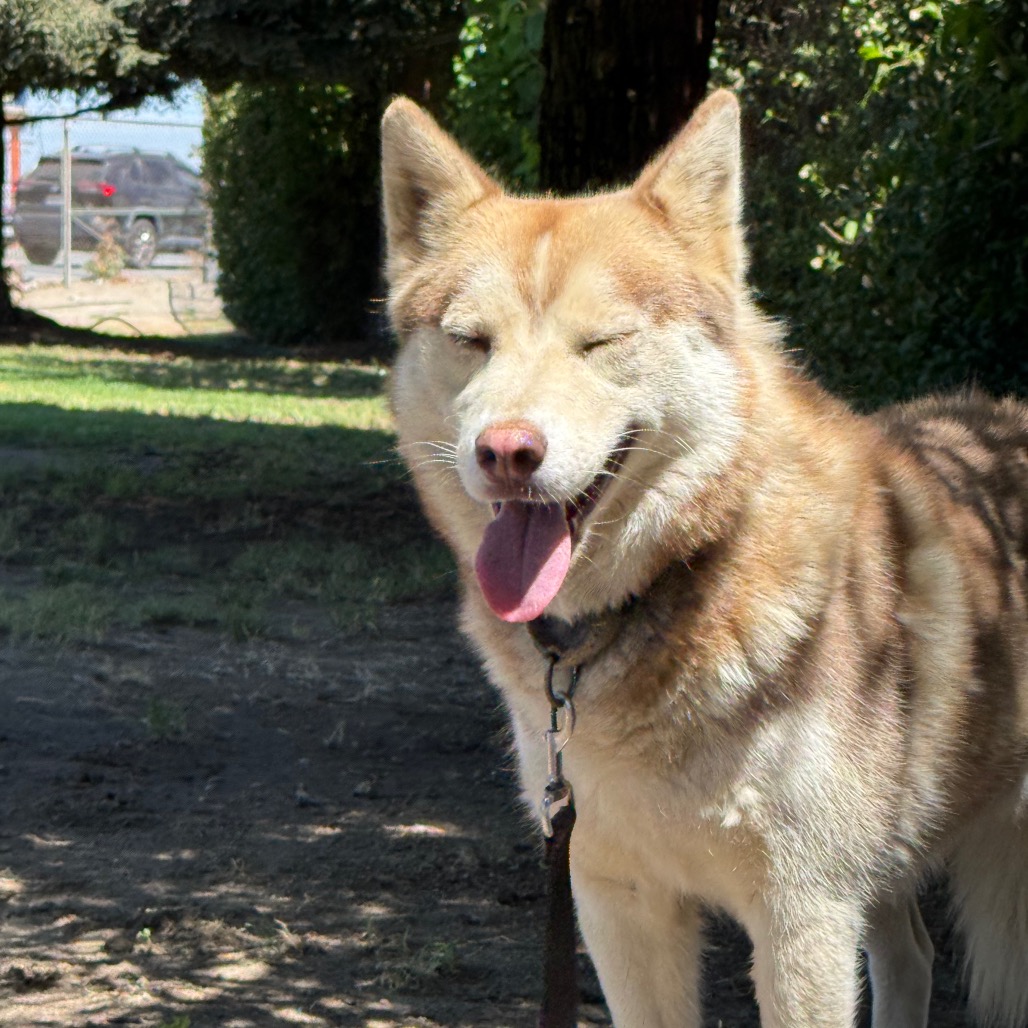 Cinnamon, photo 10