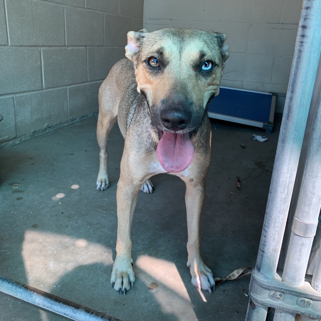 MONROE - Terrier, Pit Bull / Mixed Breed (Medium) available for adoption