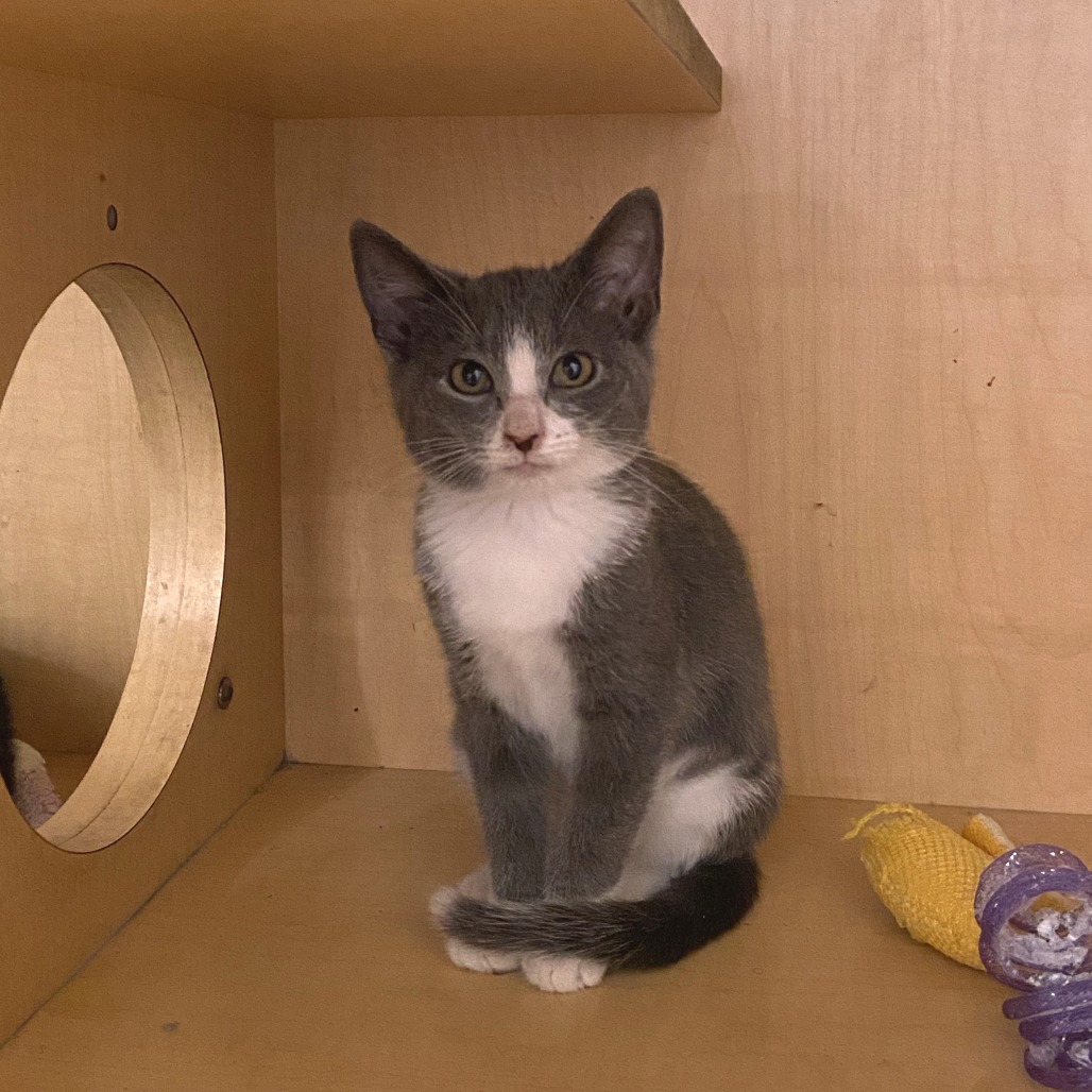 DRESSER - Domestic Shorthair available for adoption