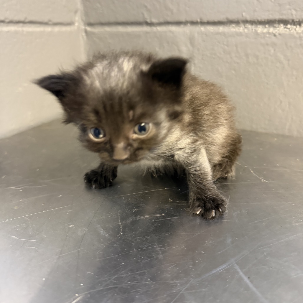Tusc Stray 84373 2 3 4