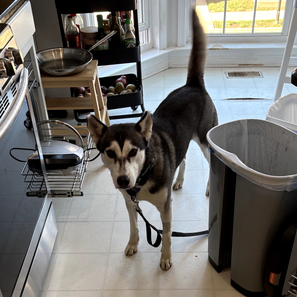 Hailey is available for adoption at Homeward Trails Animal Rescue