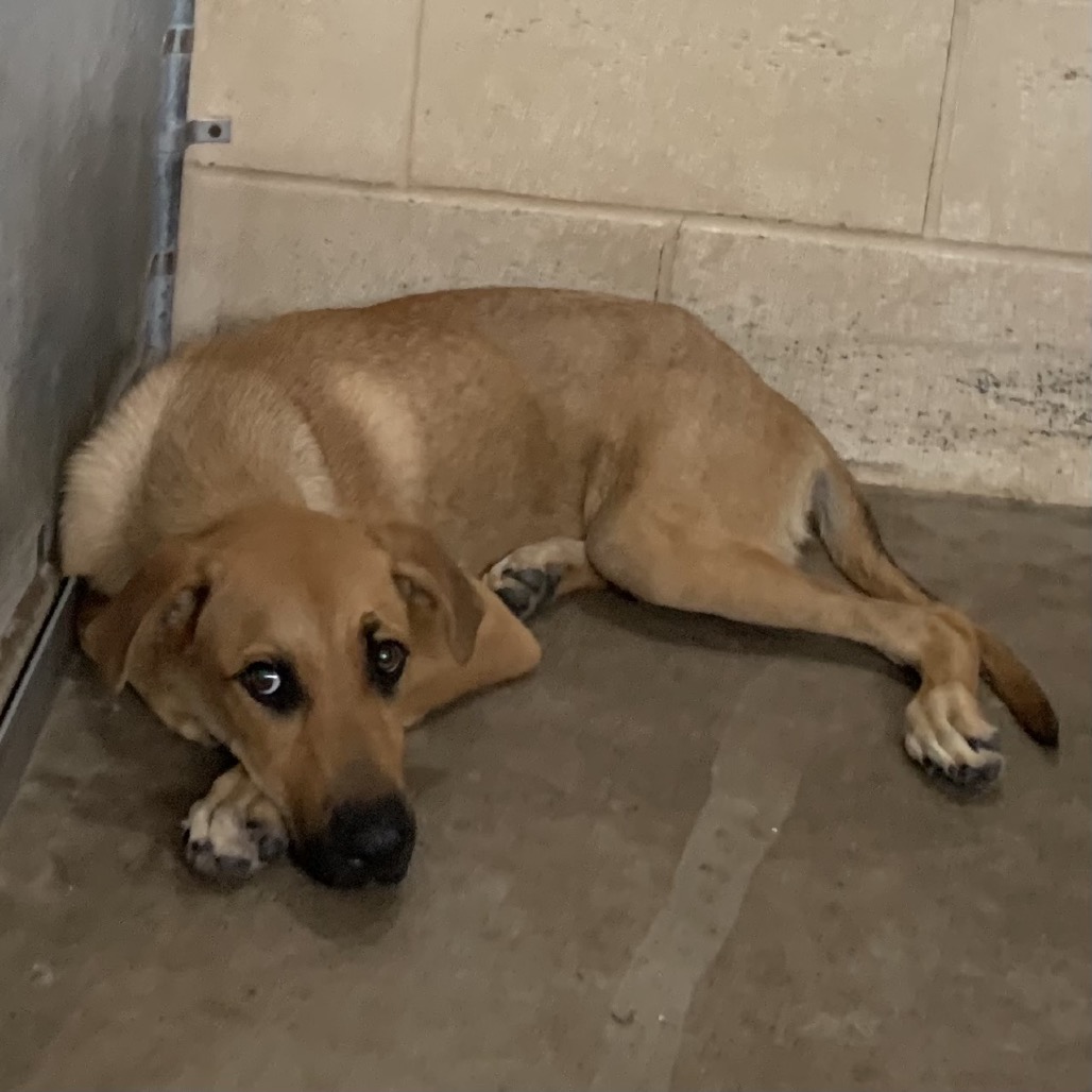 KORRIE - Shepherd available for adoption