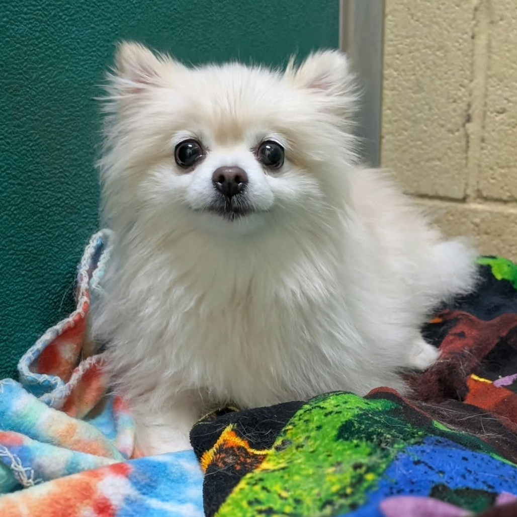 ECHO (BONDED WITH LEO) - Pomeranian available for adoption