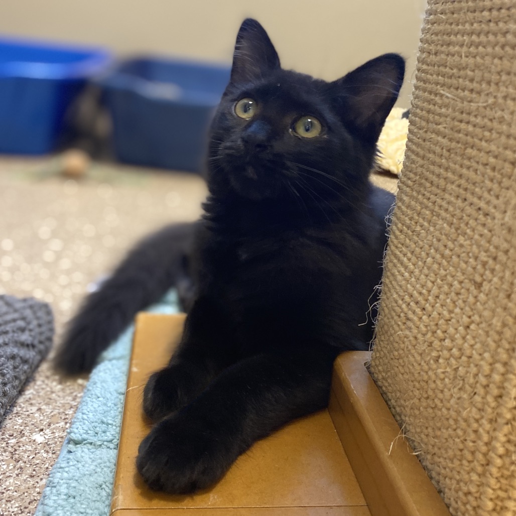 IMANI - Domestic Medium Hair available for adoption