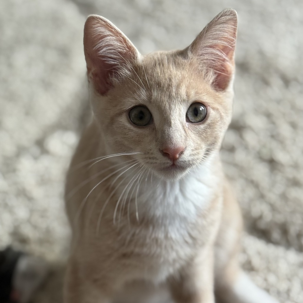 OZZIE (BONDED WITH OPHELIA) - Domestic Shorthair available for adoption
