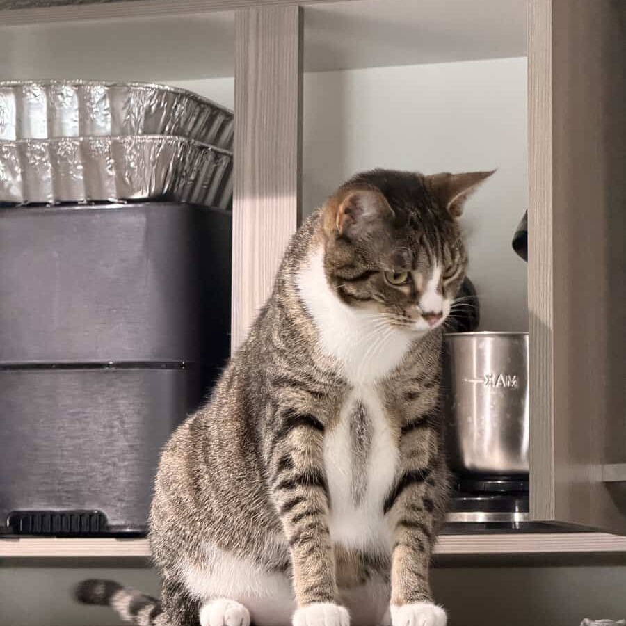 ASHER - Domestic Shorthair available for adoption