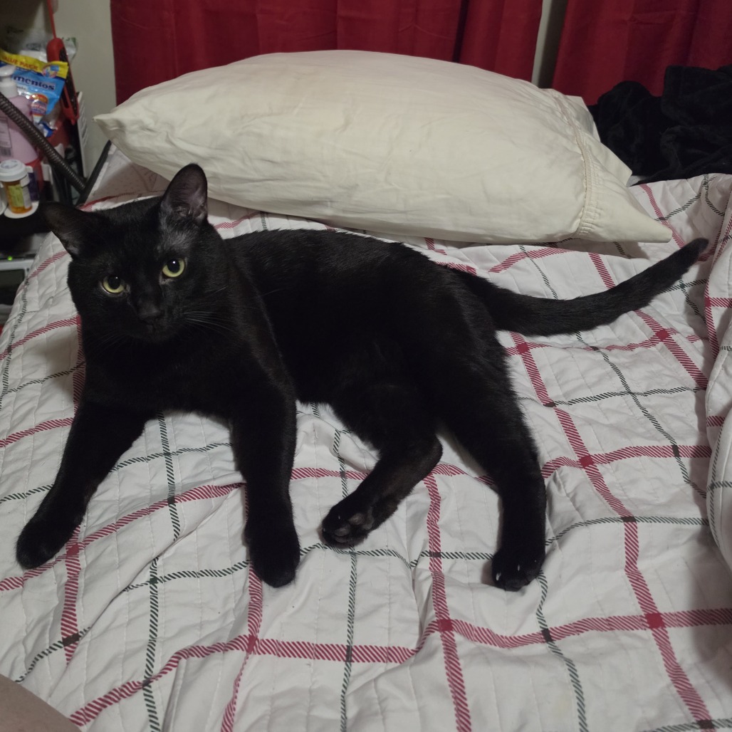 SYNYSTYR - Domestic Shorthair available for adoption