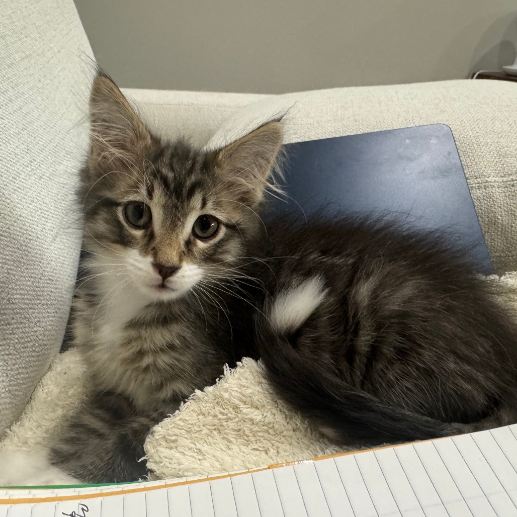 HIPPOPOTAMUS - Domestic Medium Hair for adoption in Joliet