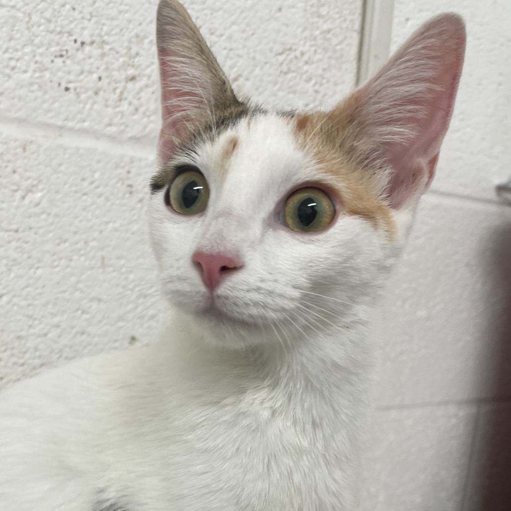 PATCHES - Domestic Shorthair available for adoption