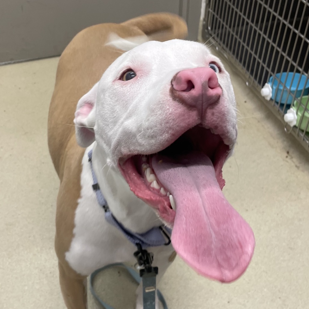 BONNIE - Mixed Breed (Medium) available for adoption